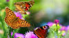 Butterfly-Wallpaper-138.jpg (226720 bytes)